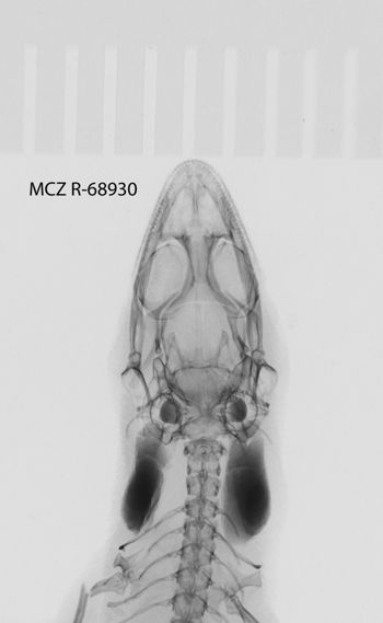 Media type: image;   Herpetology R-68930